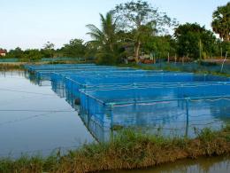 Climate Change Adaptation: Flood and Drought-Resilient Aquaculture